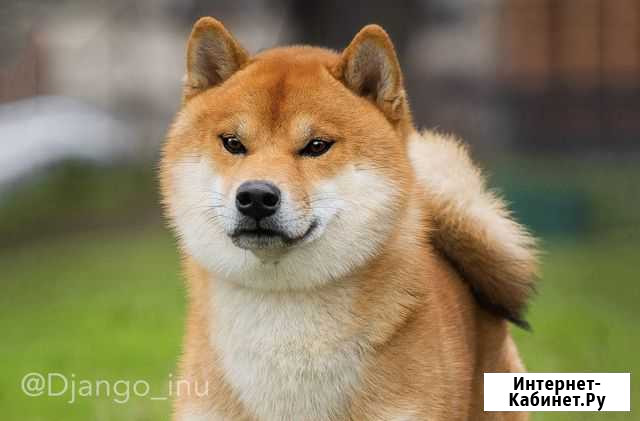 Вязка Кобель Сиба Ину Тюмень - изображение 1