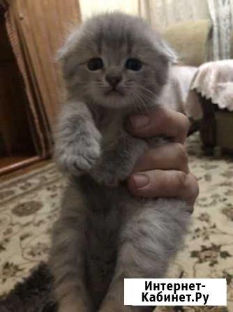 Котенок Грозный - изображение 1