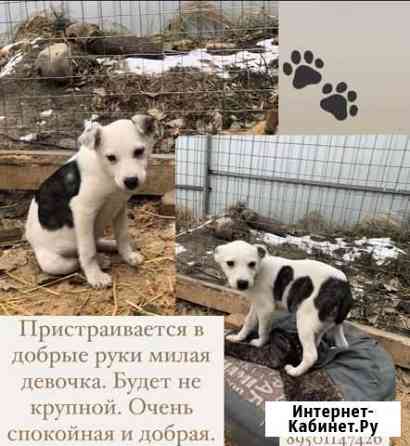Щенок Ангарск