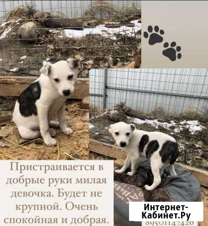 Щенок Ангарск - изображение 1