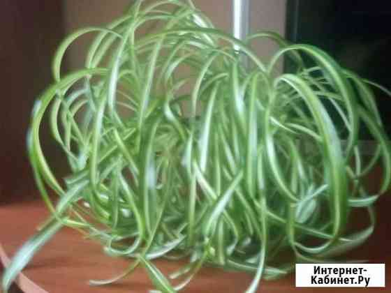 Хлорофитум кудрявый, отростки Йошкар-Ола