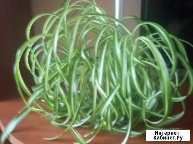 Хлорофитум кудрявый, отростки Йошкар-Ола - изображение 1
