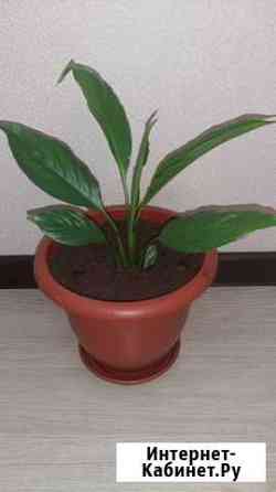 Спатифиллум Ульяновск