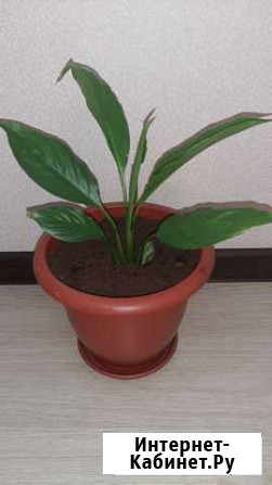 Спатифиллум Ульяновск - изображение 1