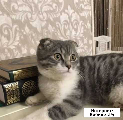 Шотландская вислоухая кошка Ачхой-Мартан - изображение 1
