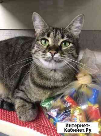 Харизматичная Тайра в добрые руки Воронеж