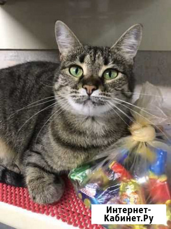 Харизматичная Тайра в добрые руки Воронеж - изображение 1