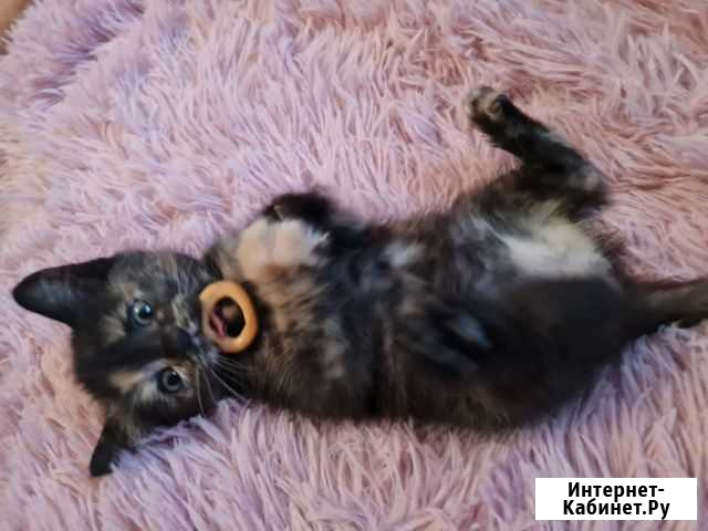 Кошки шотландцы Пермь - изображение 1