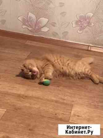 Котята в добрые руки Сызрань