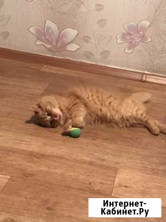 Котята в добрые руки Сызрань - изображение 1