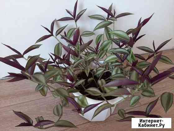 Традесканции разных сортов Белгород