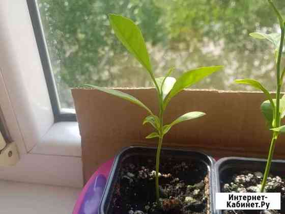 Лимон Благовещенск