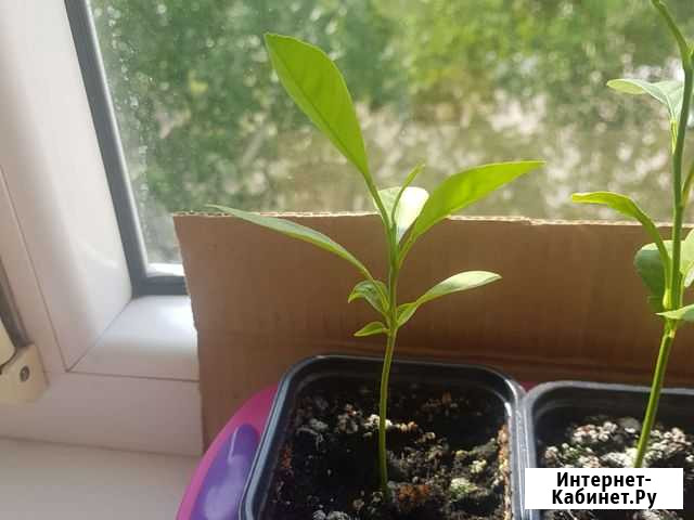 Лимон Благовещенск - изображение 1