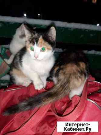 Котенок в хорошие руки Калуга