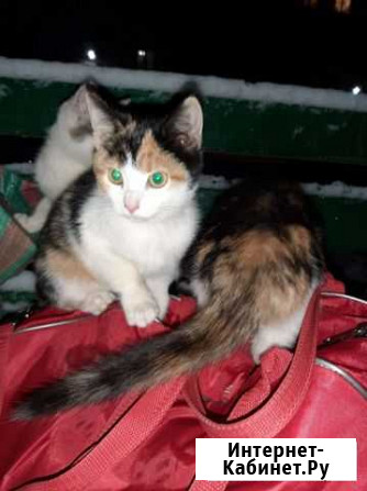 Котенок в хорошие руки Калуга - изображение 1