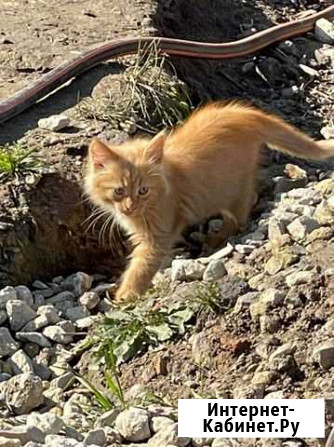Котята в добрые руки Белев - изображение 1