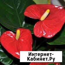 Антуриум красный отросток Волжск - изображение 1