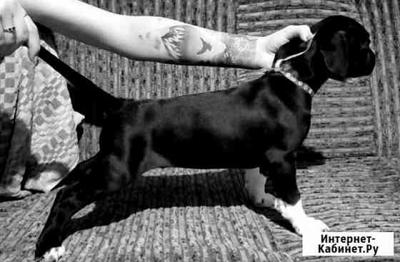 Щенки питбуля Нижний Новгород