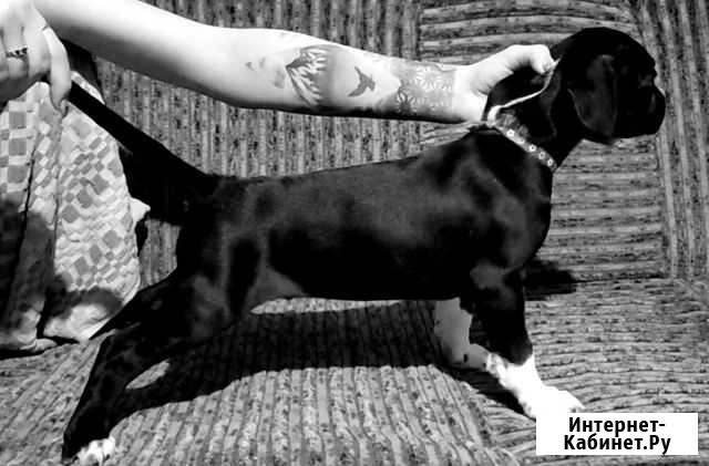 Щенки питбуля Нижний Новгород - изображение 1