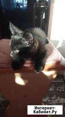 Отдам бесплатно животные Благовещенск