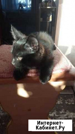 Отдам бесплатно животные Благовещенск - изображение 1