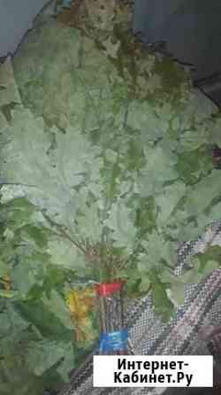 Дубовый Веник Казань