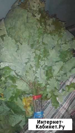 Дубовый Веник Казань - изображение 1