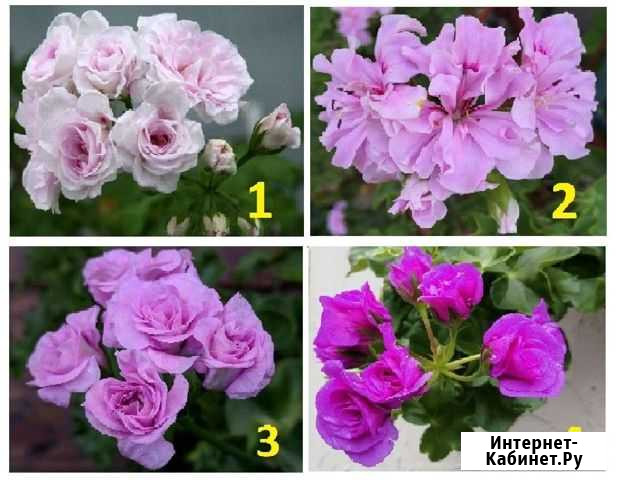 Черенки плющелистной пеларгонии Анапа - изображение 1