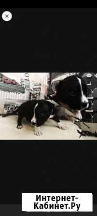 Щенки питбуля Нижний Новгород - изображение 1