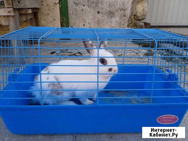Декоративный кролик с клеткой Симферополь - изображение 1