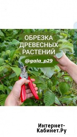 Обрезка деревьев Камышин - изображение 1