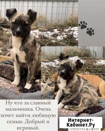 Собака Ангарск - изображение 1