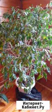 Фикус бенджамина Тула