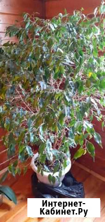 Фикус бенджамина Тула - изображение 1