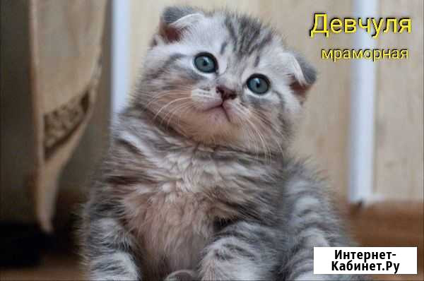 Шотландская Кохма - изображение 1
