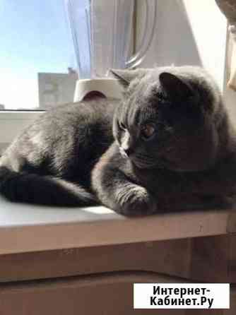 Британец вязка Санкт-Петербург