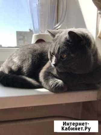 Британец вязка Санкт-Петербург - изображение 1