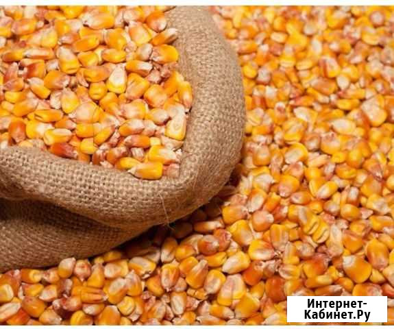 Кукуруза фуражная Белоярский - изображение 1