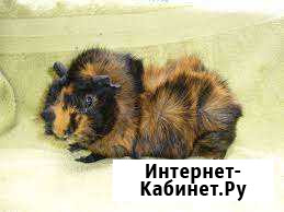 Морские свинки Рязань - изображение 1