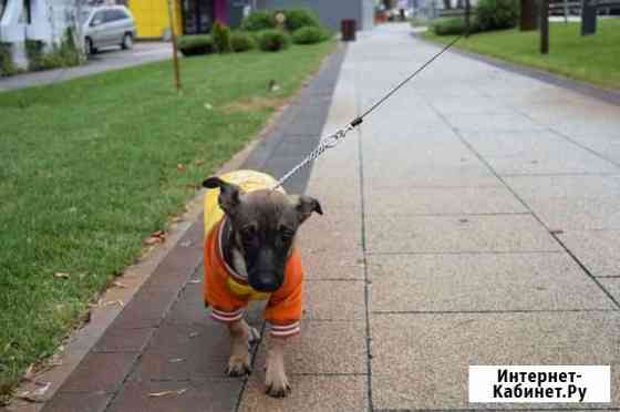 Стерелизованная девочка 4 месяца будет до 10 кг Краснодар