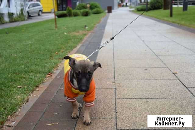 Стерелизованная девочка 4 месяца будет до 10 кг Краснодар - изображение 1