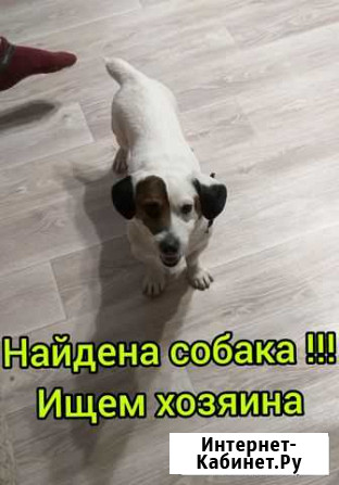 Щенки джек Рассел терьер Семилуки - изображение 1
