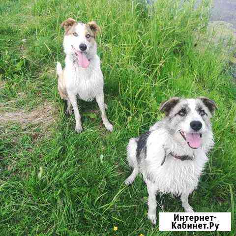 Две очень умные сестрички ищут дом Екатеринбург