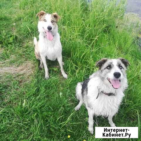 Две очень умные сестрички ищут дом Екатеринбург - изображение 1