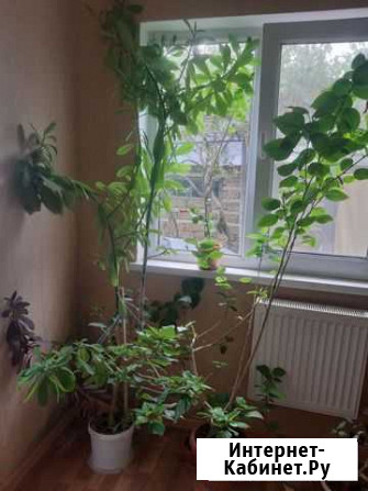 Синандениум Симферополь - изображение 1