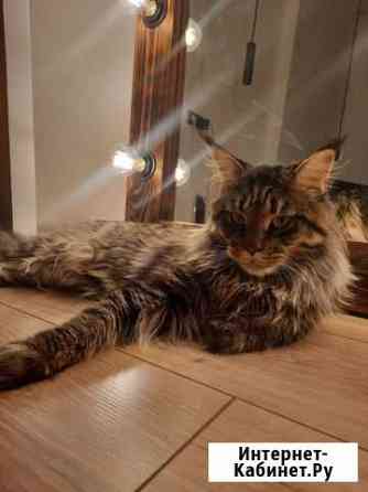 Мейн-кун вязка Санкт-Петербург