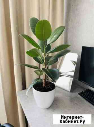 Фикус Пенза