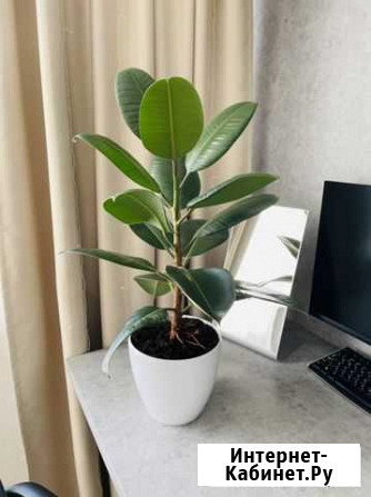 Фикус Пенза - изображение 1