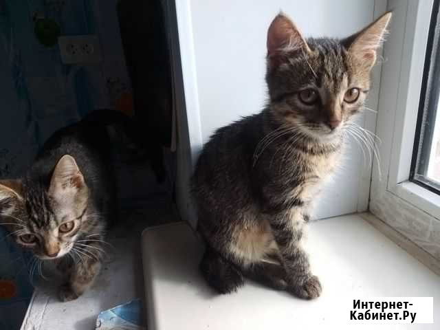 Отдам Бесплатно Стерилизованные кошка кот котята в Грязи - изображение 1