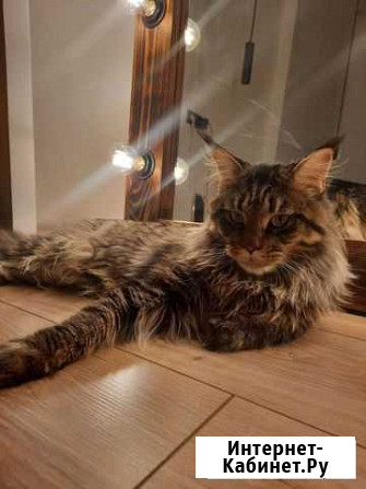 Мейн-кун вязка Санкт-Петербург - изображение 1